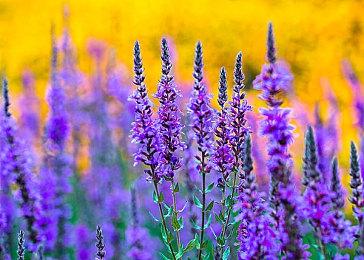 四年没被发现 开发者揭秘《瑞奇与叮当》隐藏小游戏